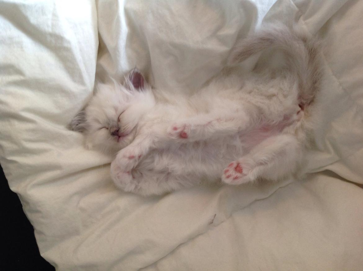 Hellig Birma Shonto's Addicted to Chaos  billede 6