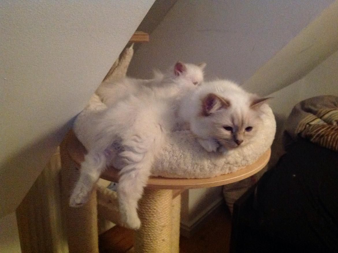 Hellig Birma Shonto's Addicted to Chaos  billede 7