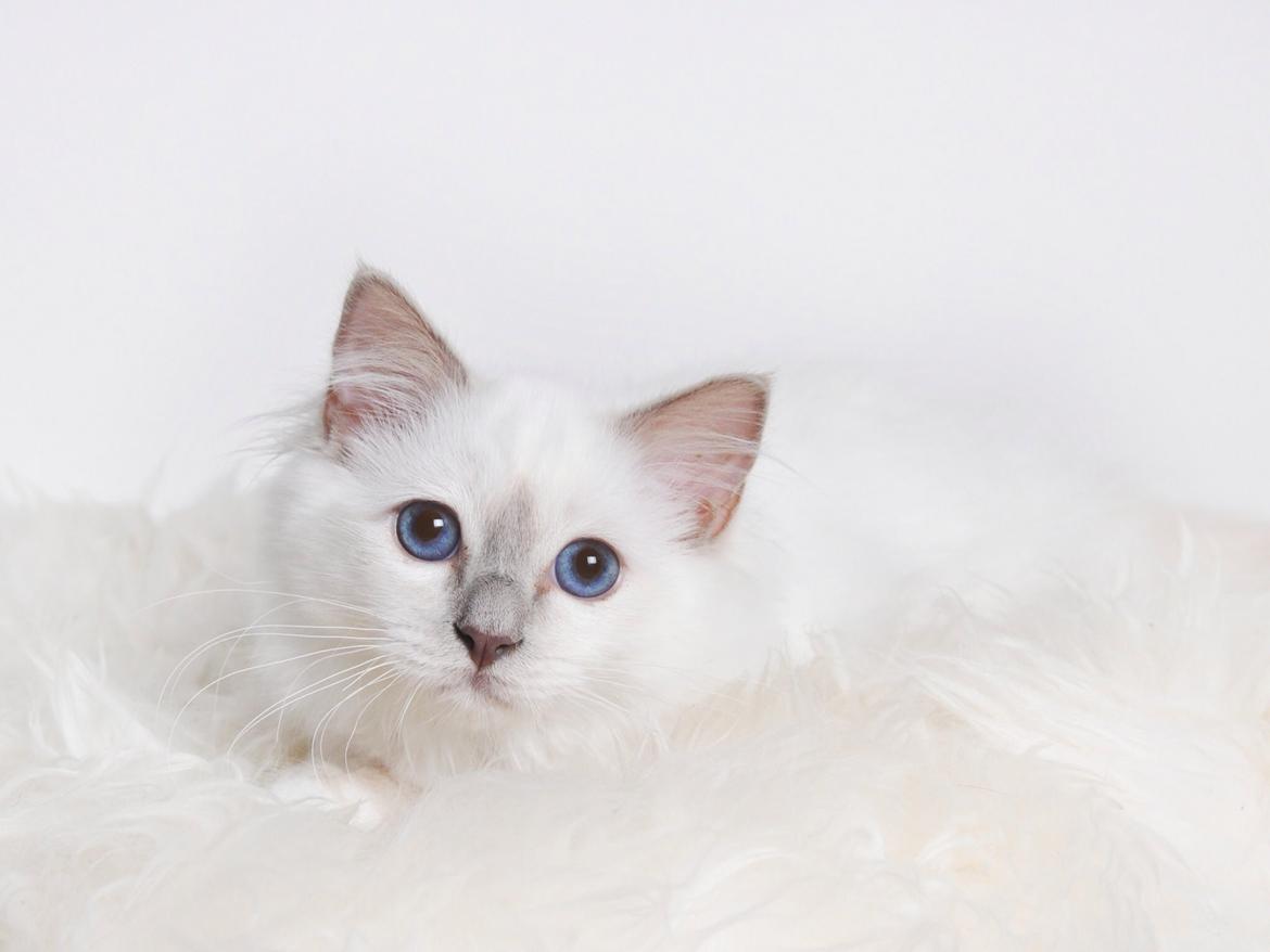 Hellig Birma Shonto's Addicted to Chaos  billede 8