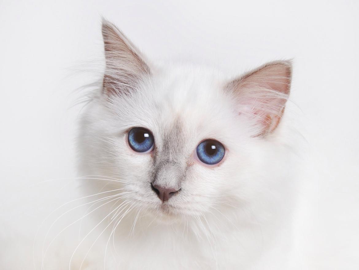 Hellig Birma Shonto's Addicted to Chaos  billede 9