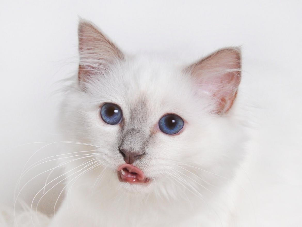 Hellig Birma Shonto's Addicted to Chaos  billede 10