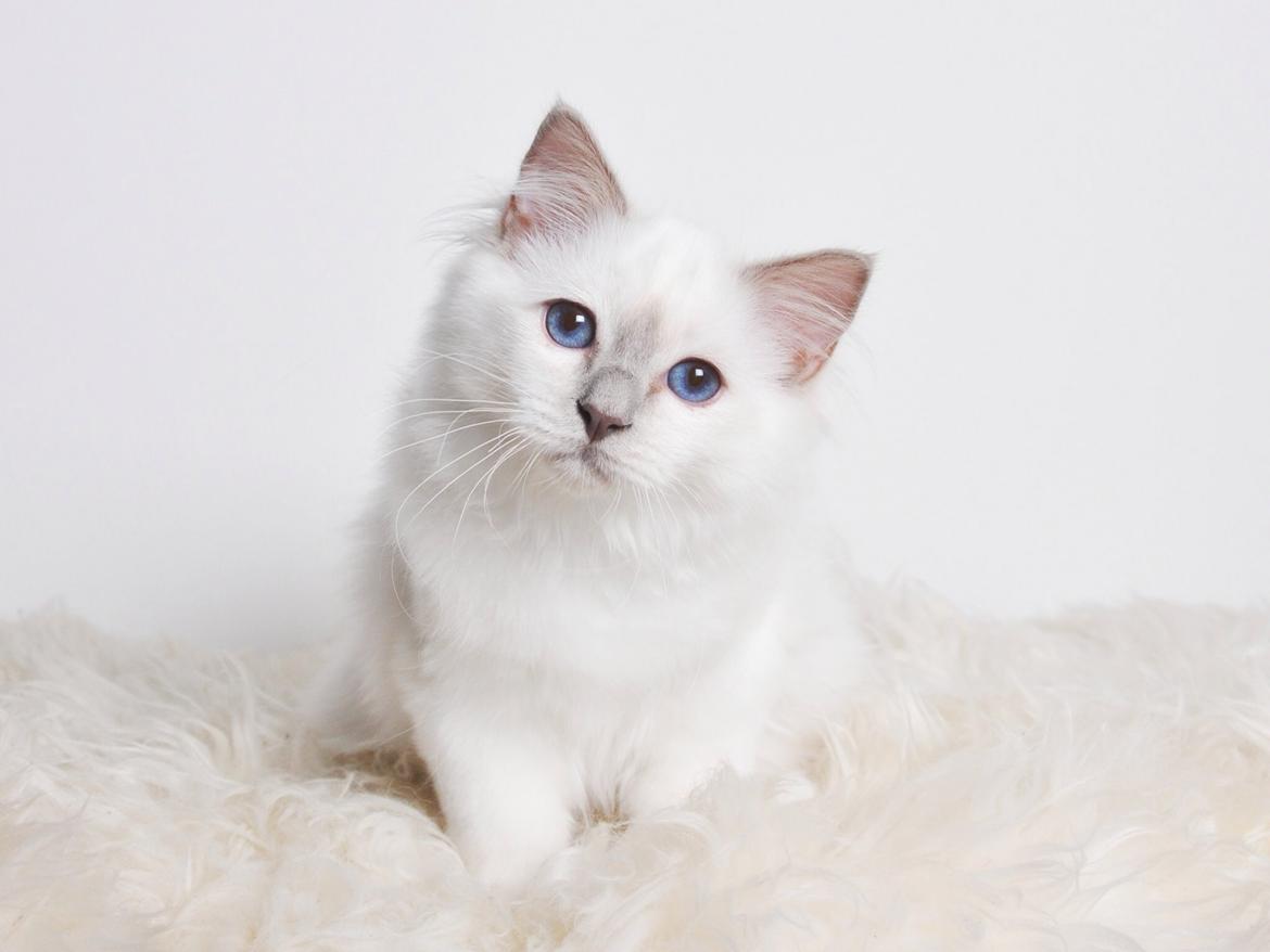 Hellig Birma Shonto's Addicted to Chaos  billede 11