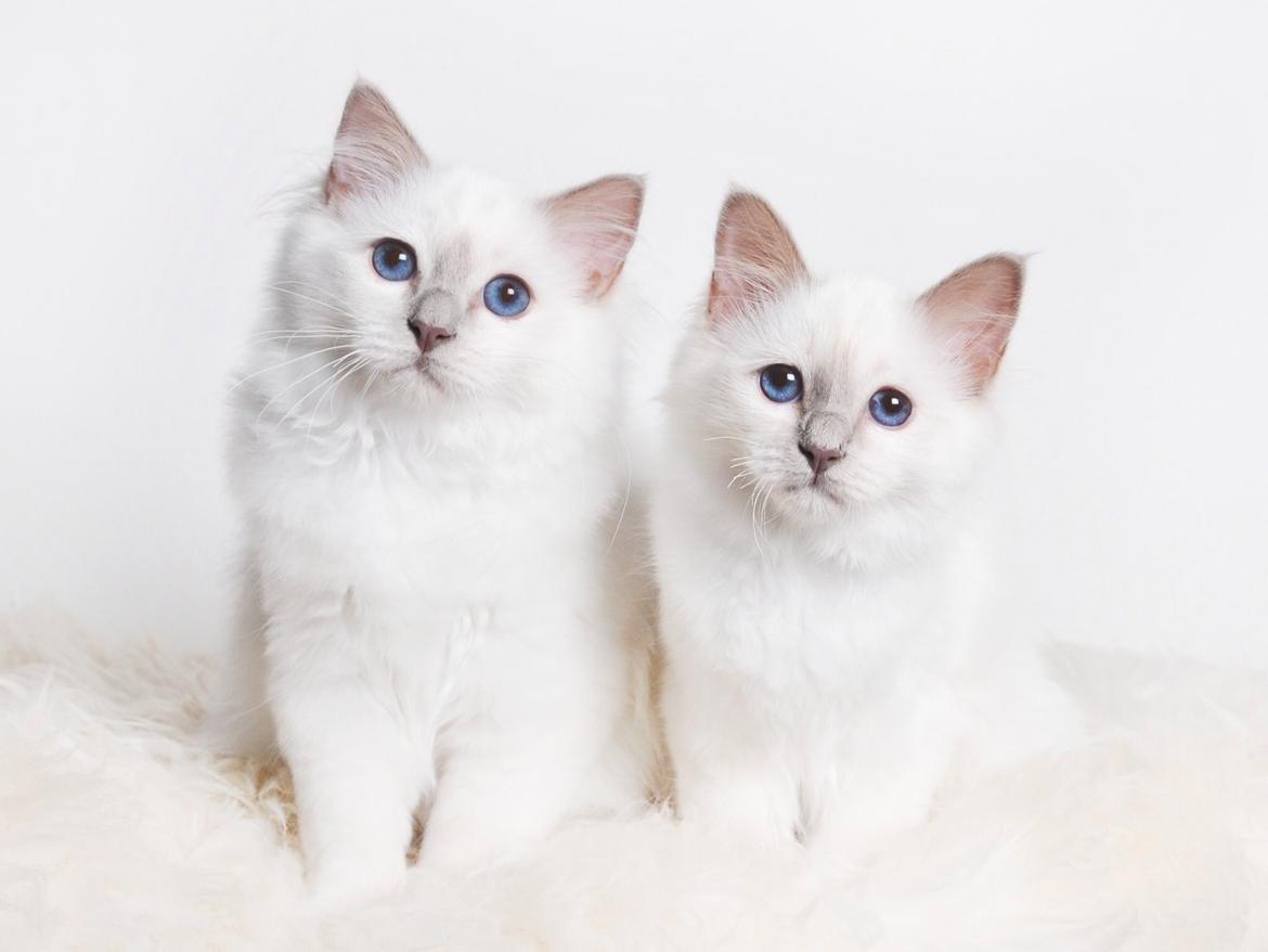 Hellig Birma Shonto's Addicted to Chaos  billede 12