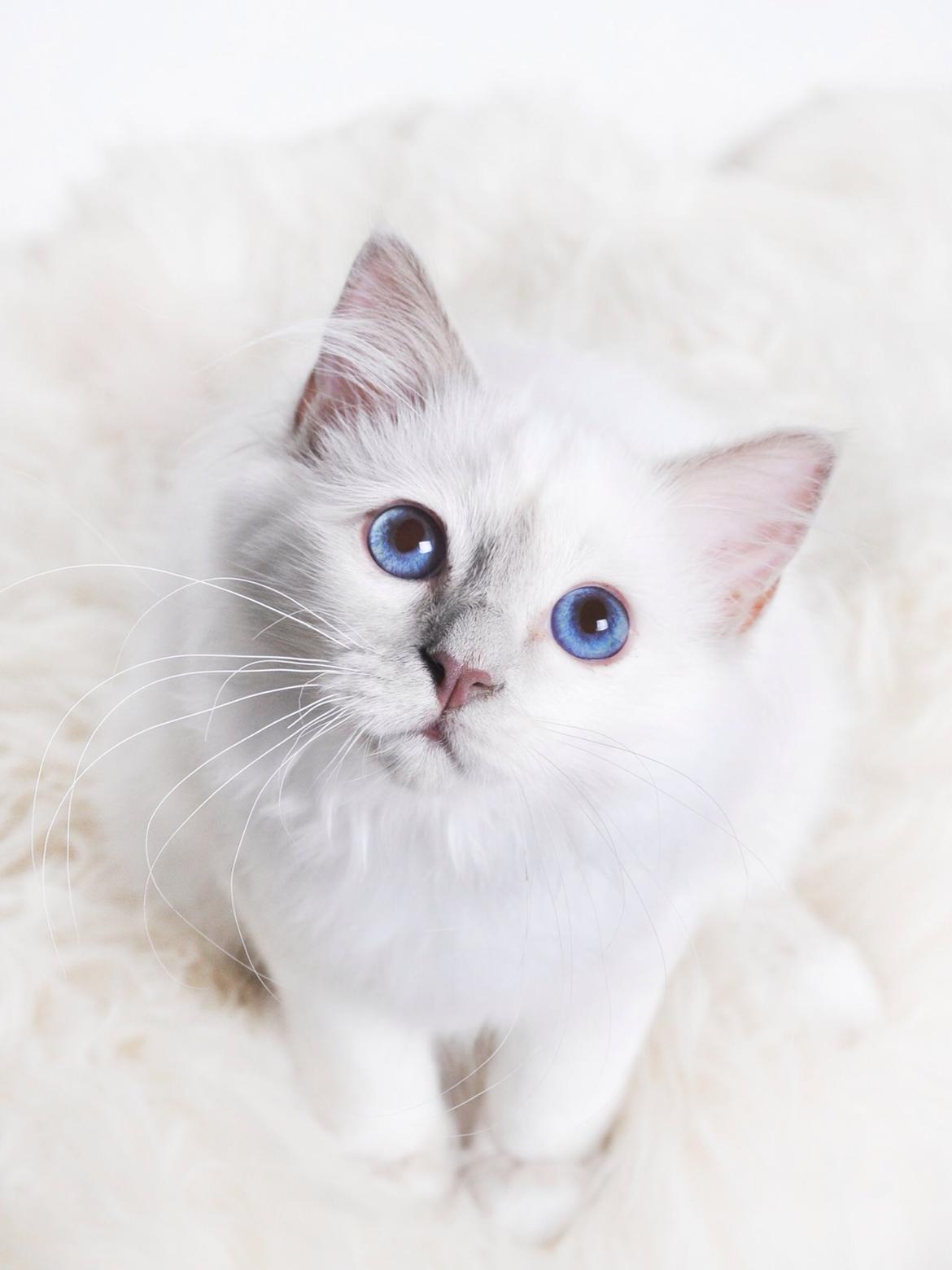 Hellig Birma Shonto's Addicted to Chaos  billede 13