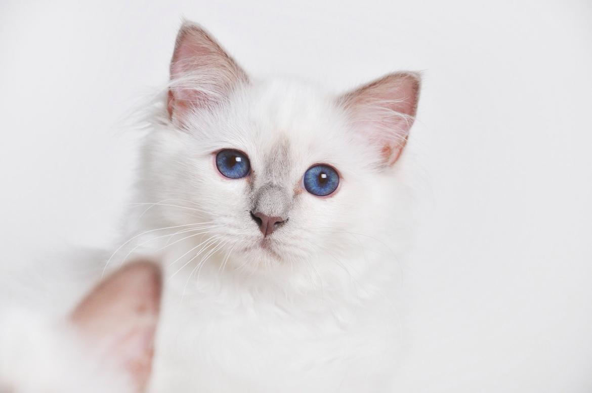 Hellig Birma Shonto's Addicted to Chaos  billede 14