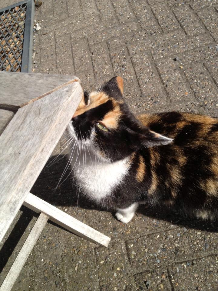 Blanding af racer Molly billede 11