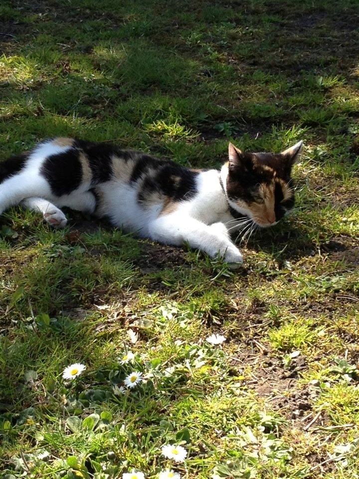 Blanding af racer Molly billede 14