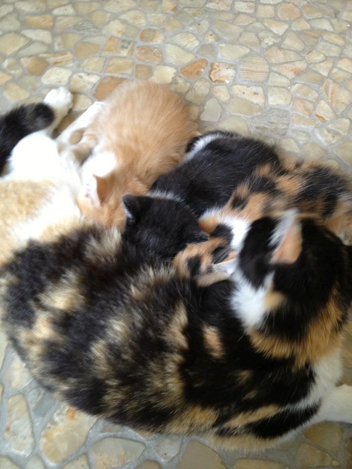 Blanding af racer Molly billede 15