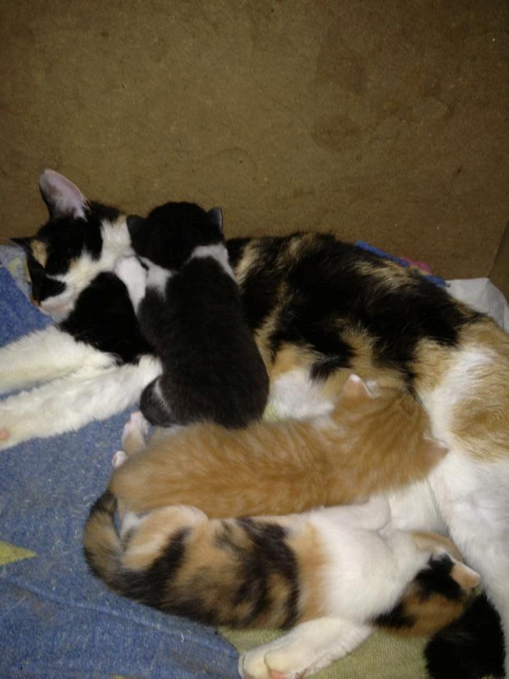 Blanding af racer Molly billede 16