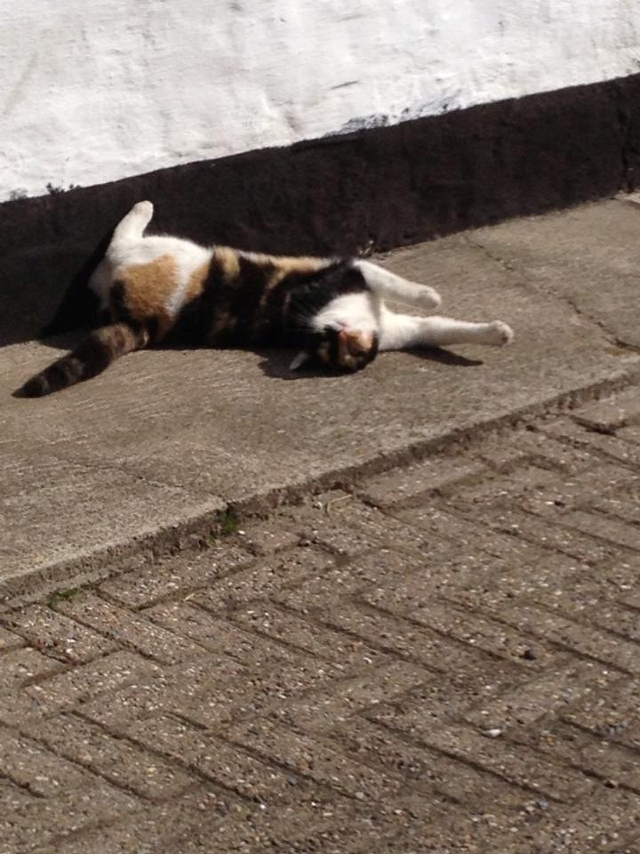 Blanding af racer Molly billede 12