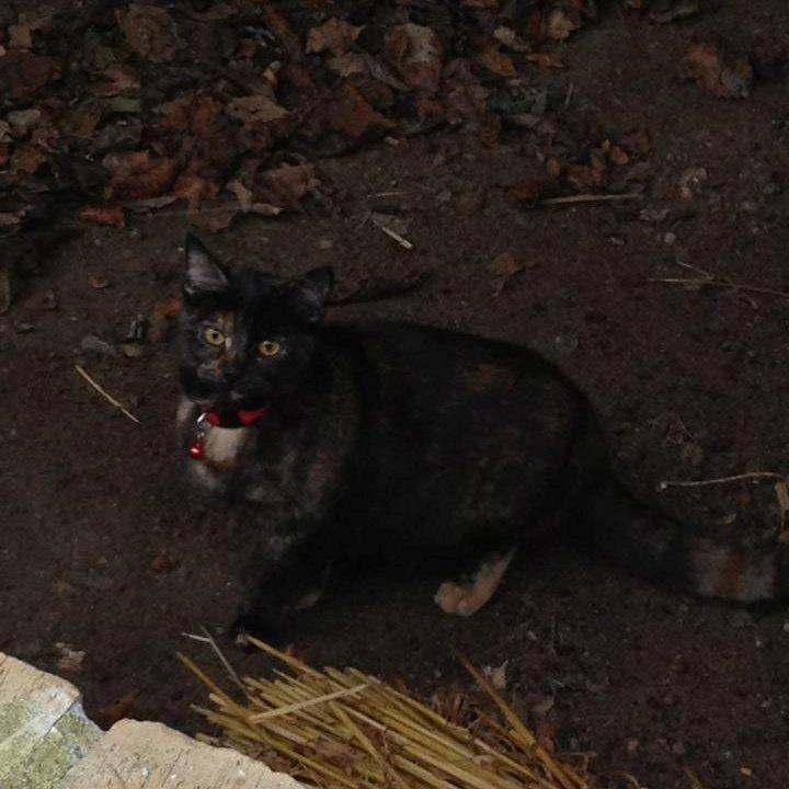 Blanding af racer Bella billede 1