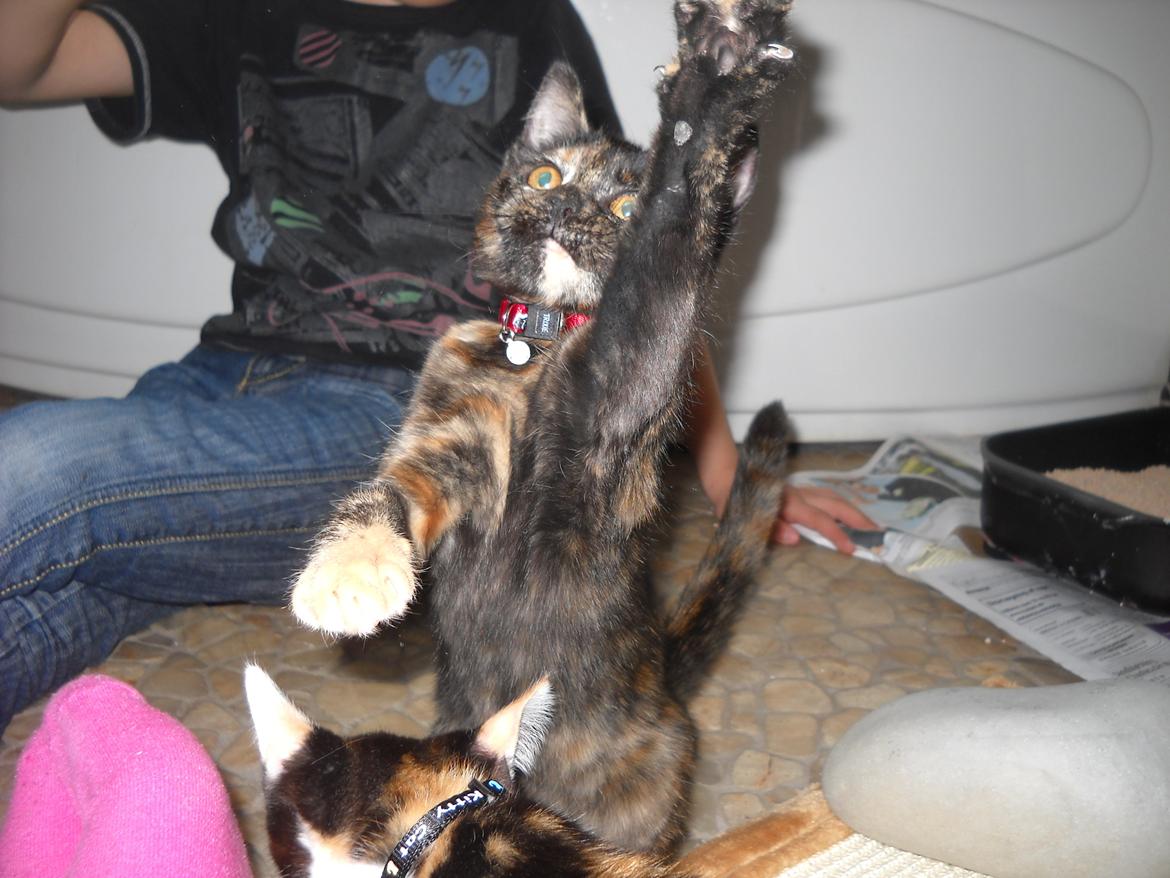 Blanding af racer Bella billede 3