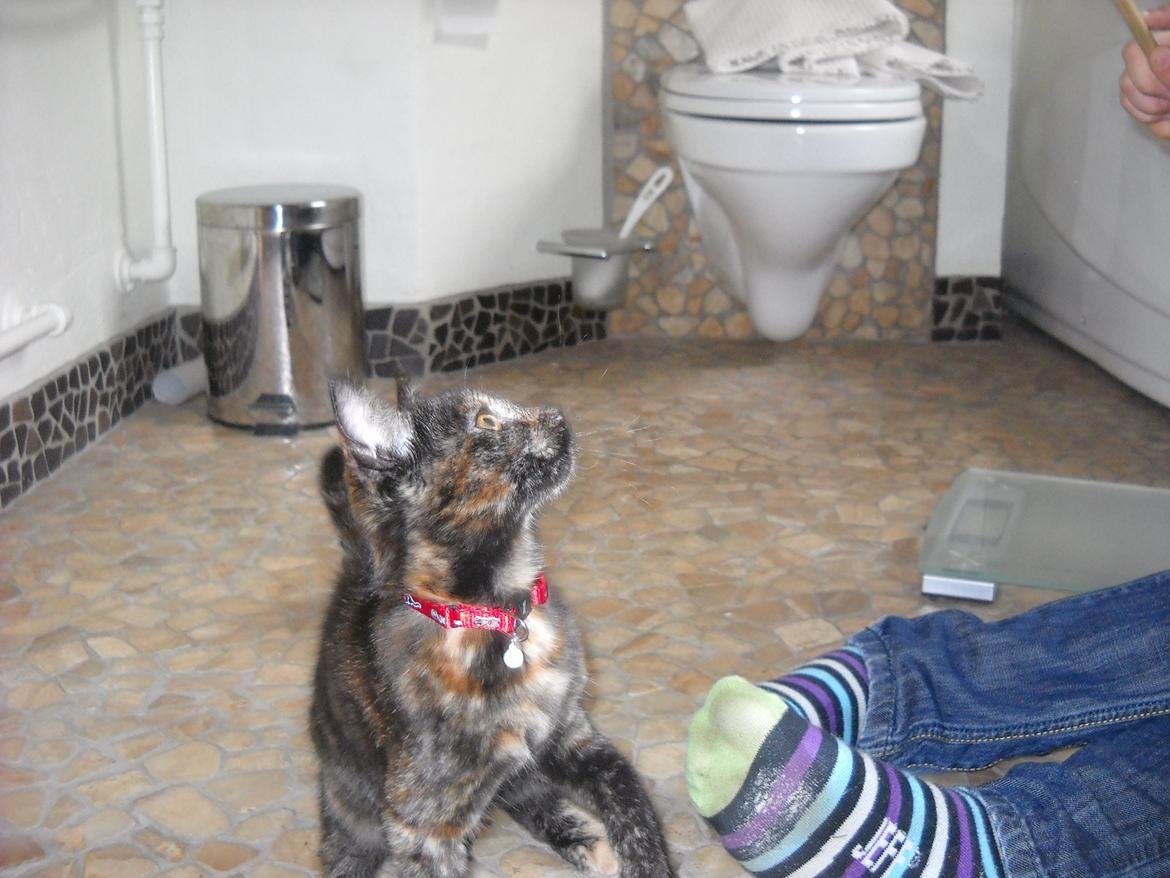 Blanding af racer Bella billede 4