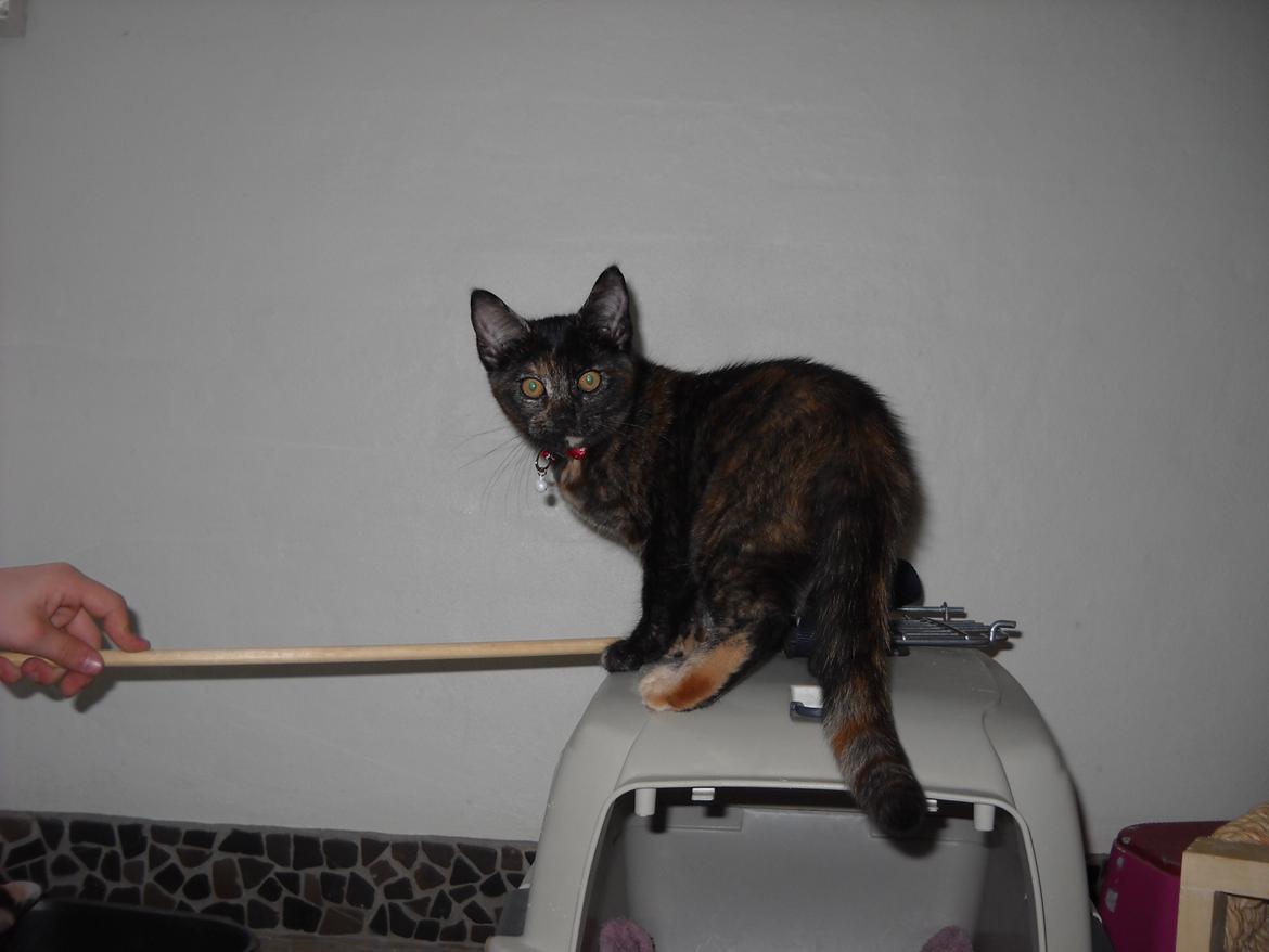 Blanding af racer Bella billede 5