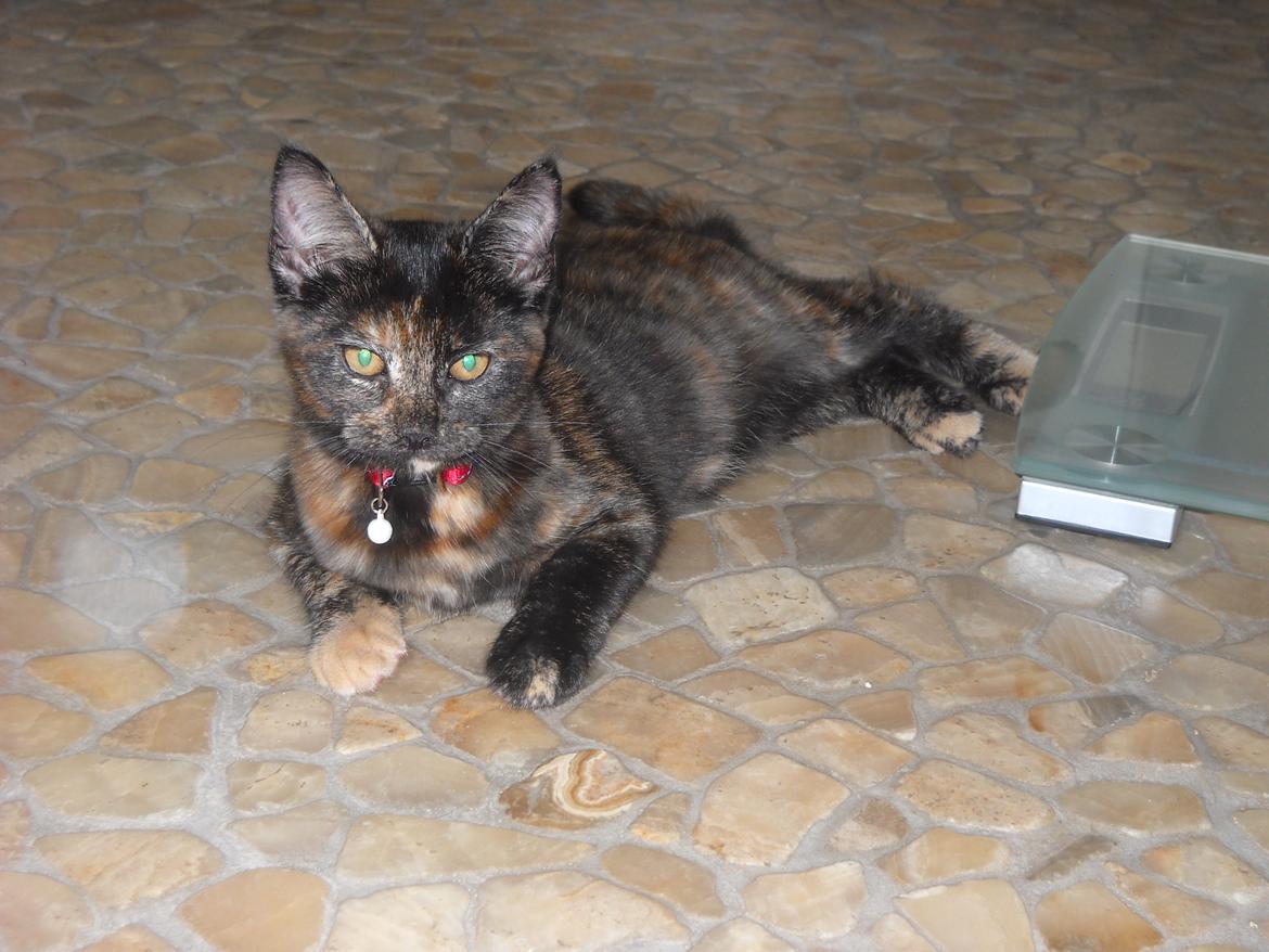 Blanding af racer Bella billede 6