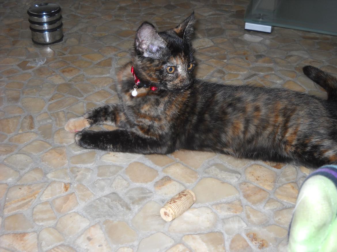 Blanding af racer Bella billede 7