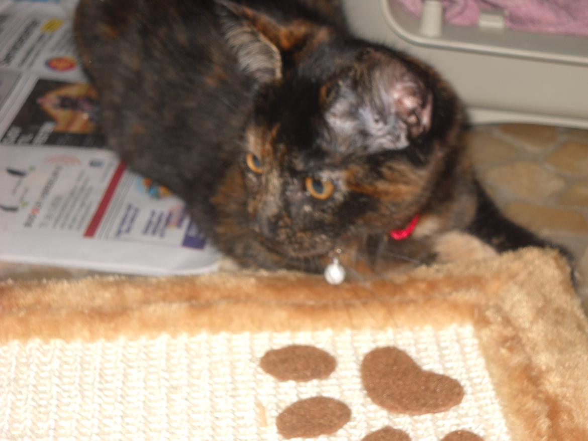 Blanding af racer Bella billede 8