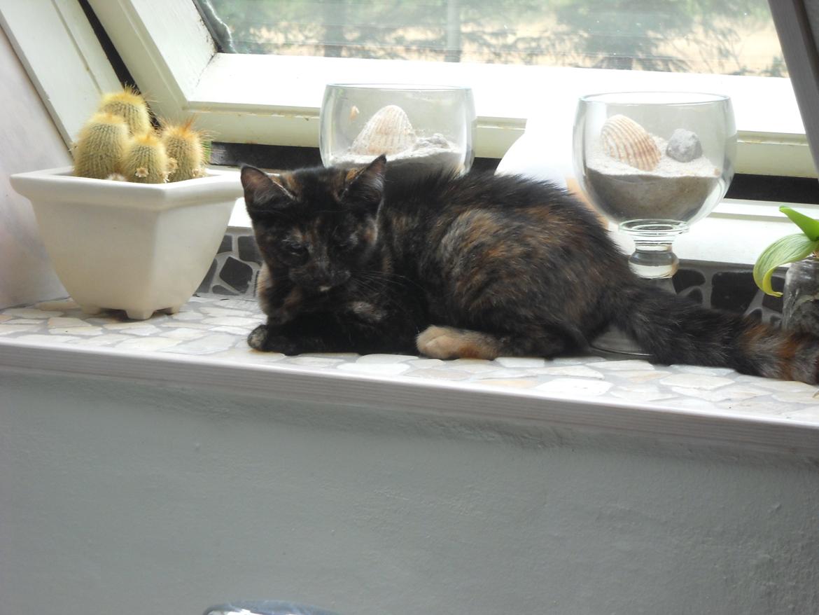 Blanding af racer Bella billede 9