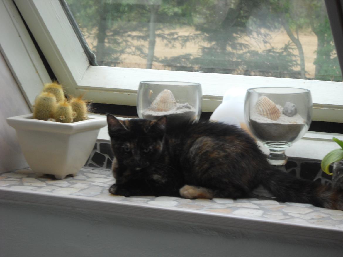 Blanding af racer Bella billede 10