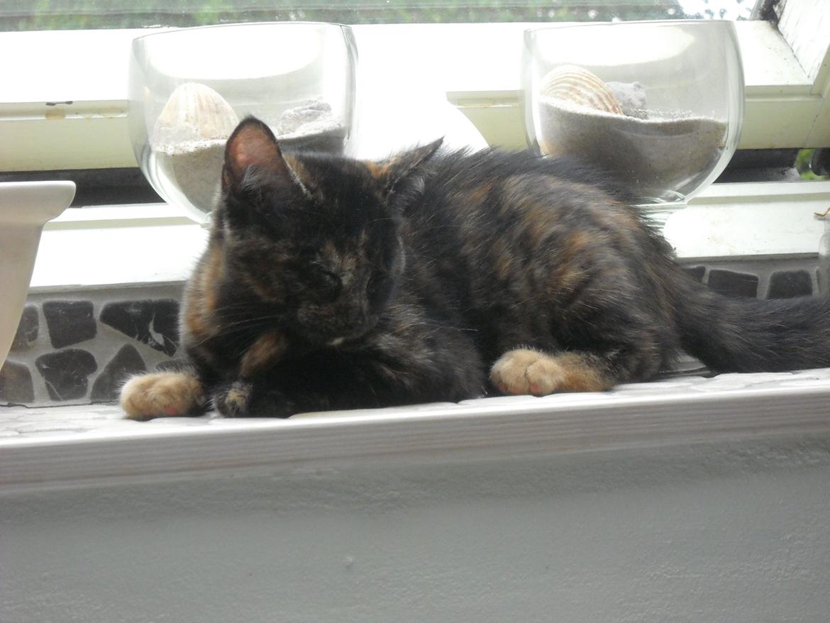 Blanding af racer Bella billede 11