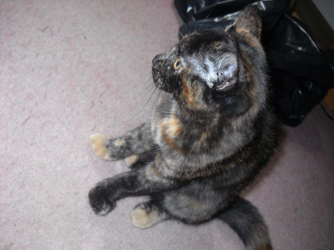 Blanding af racer Bella billede 12