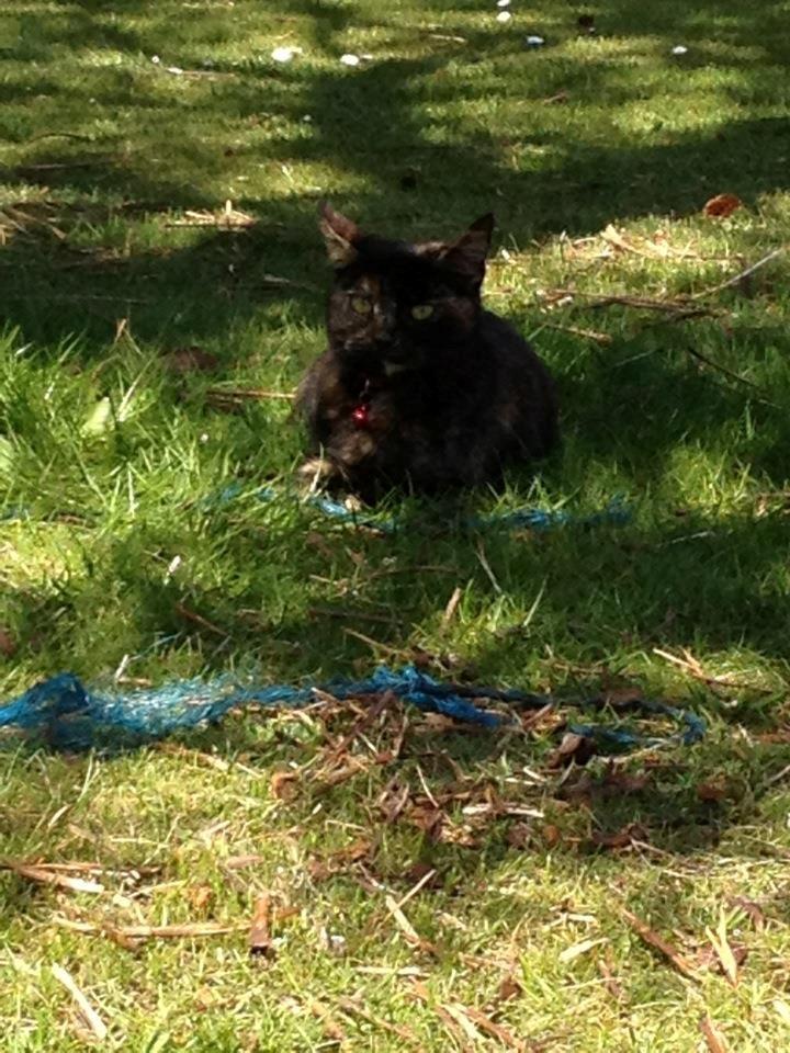 Blanding af racer Bella billede 2