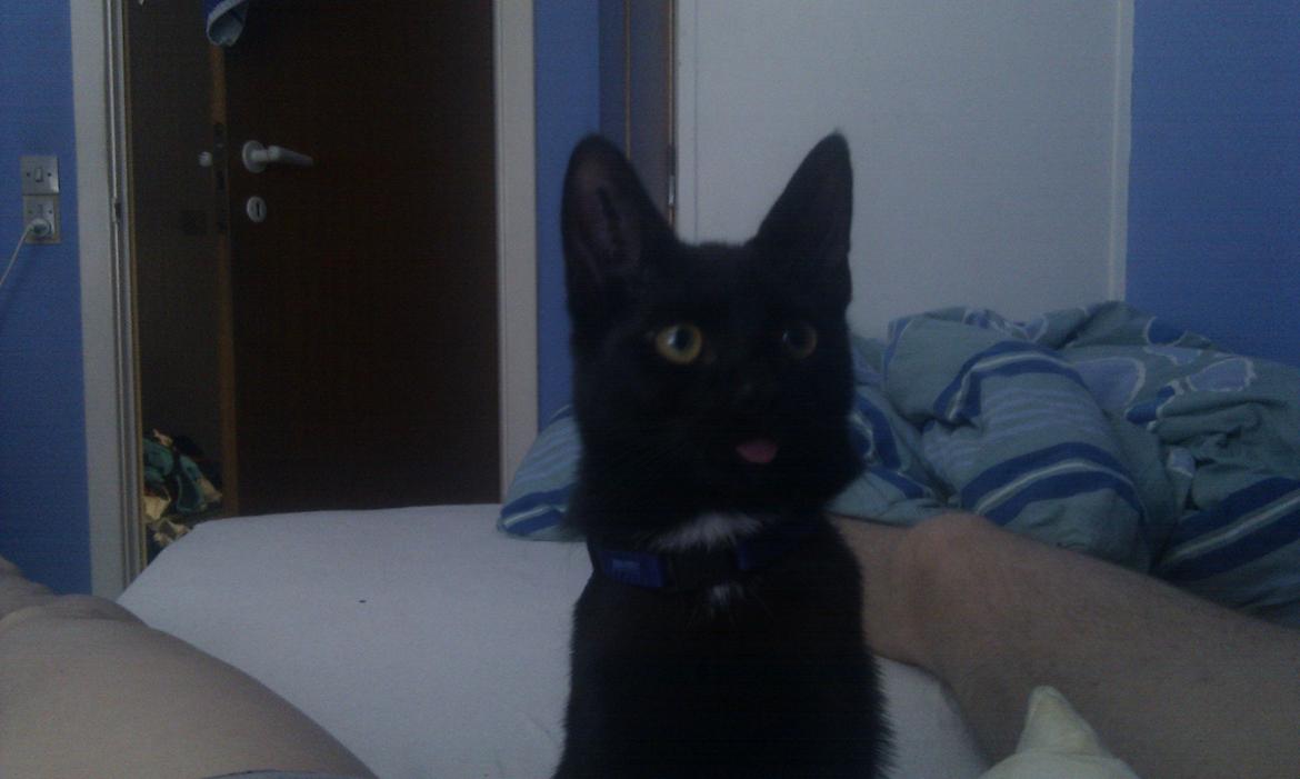 Huskat Kaiser billede 1