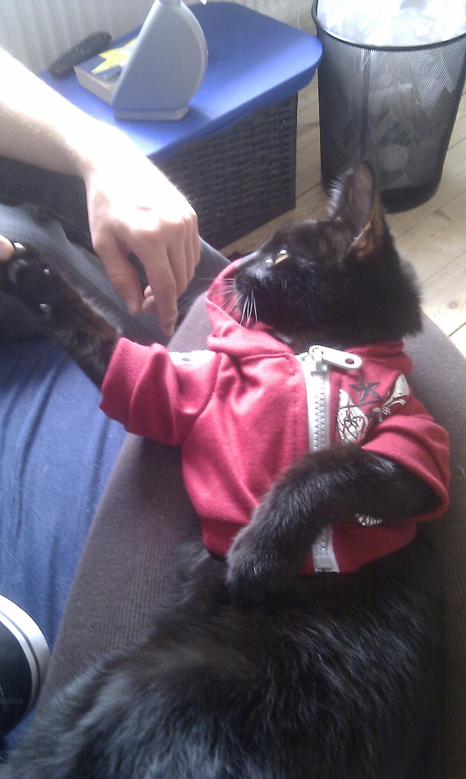 Huskat Kaiser billede 2