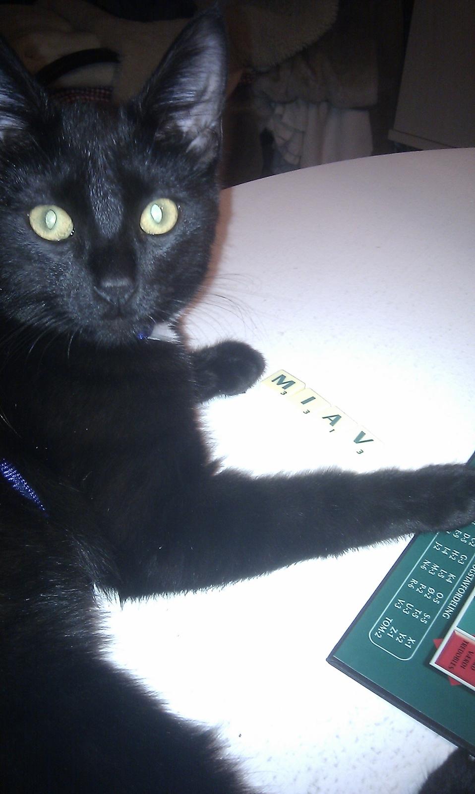 Huskat Kaiser billede 3