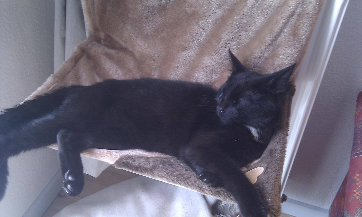 Huskat Kaiser billede 4