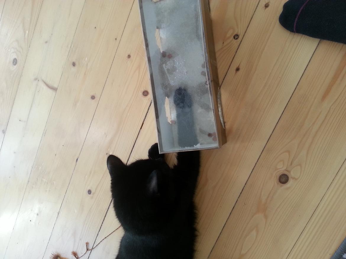 Huskat Kaiser billede 5