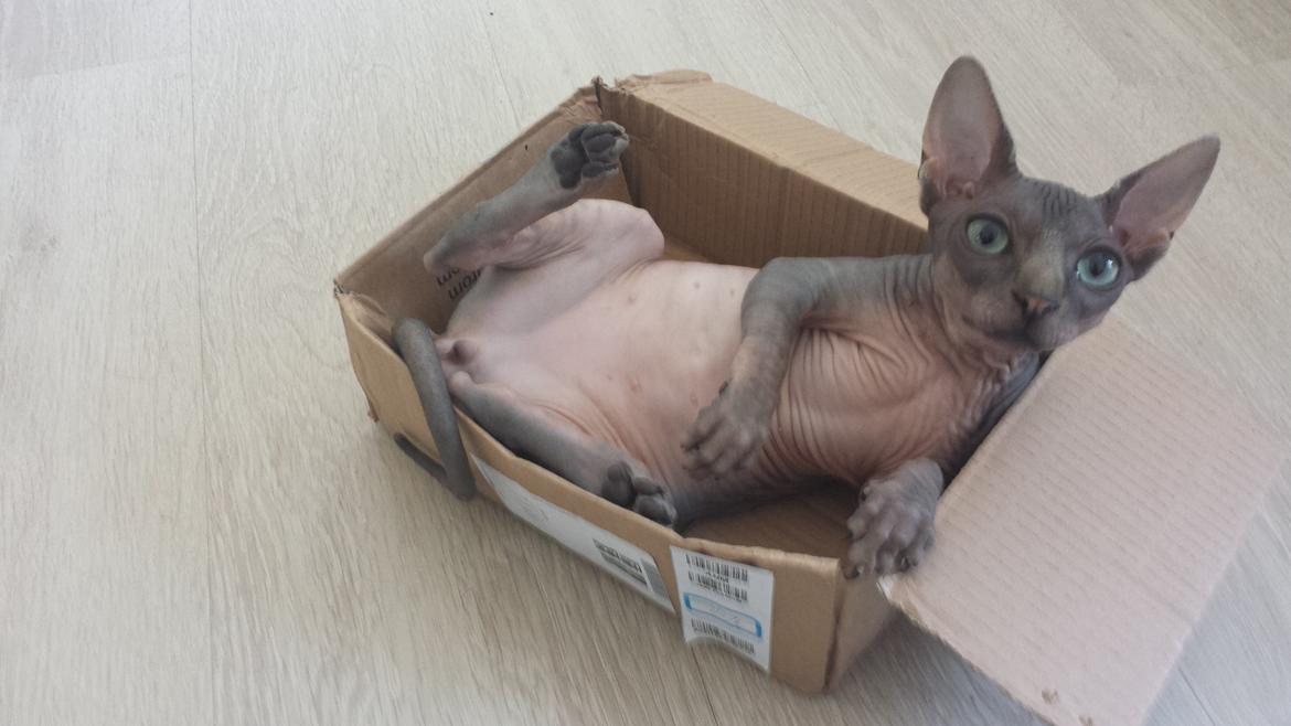 Sphynx Dexter (Smartinblack) billede 10