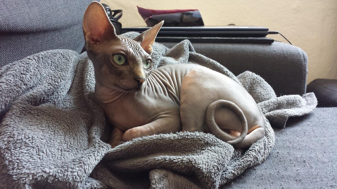 Sphynx Dexter (Smartinblack) billede 11