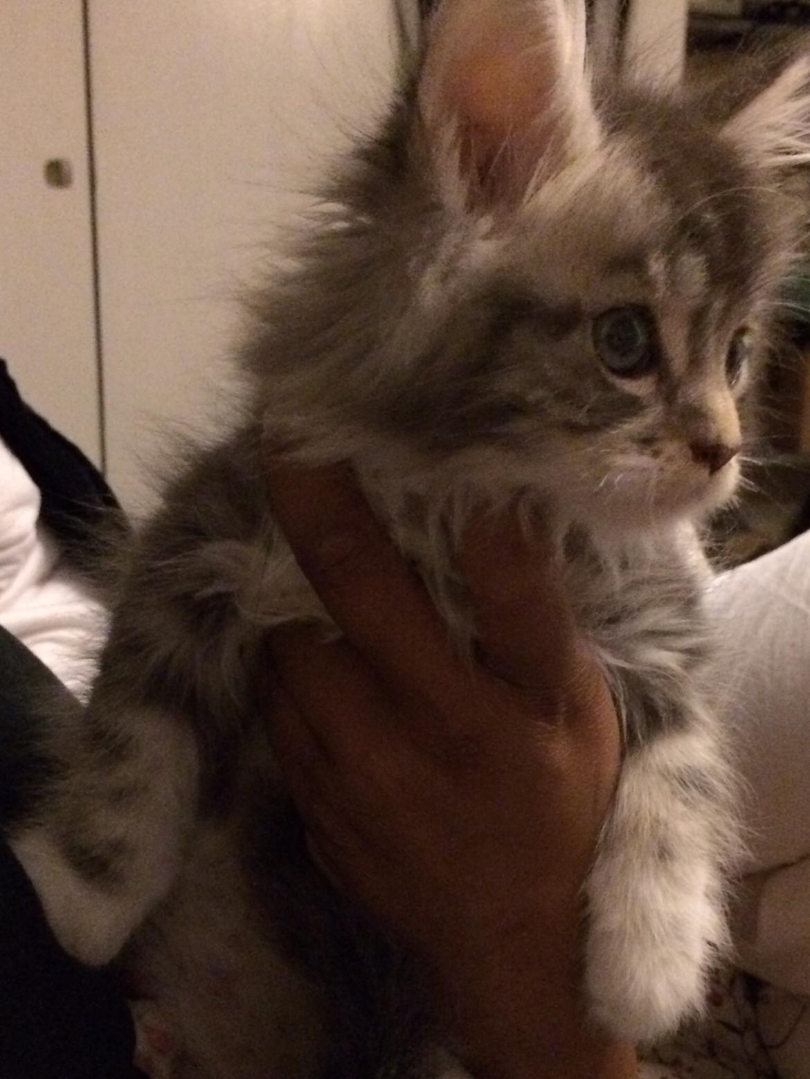 Blanding af racer Balder billede 1