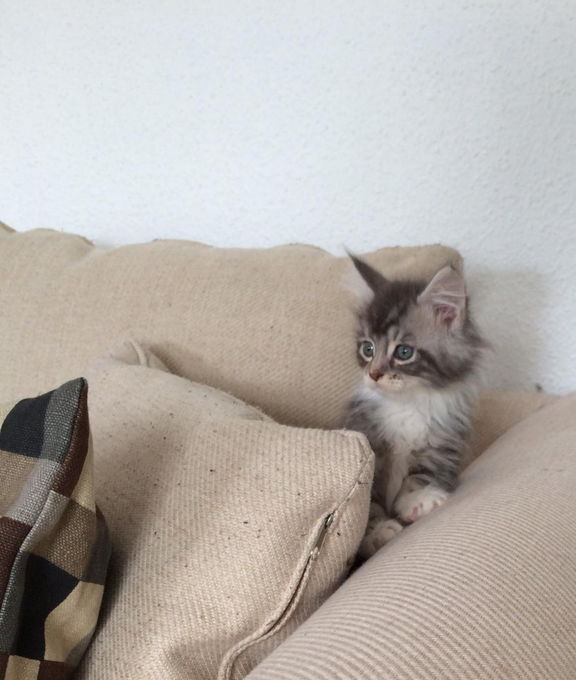 Blanding af racer Balder billede 2