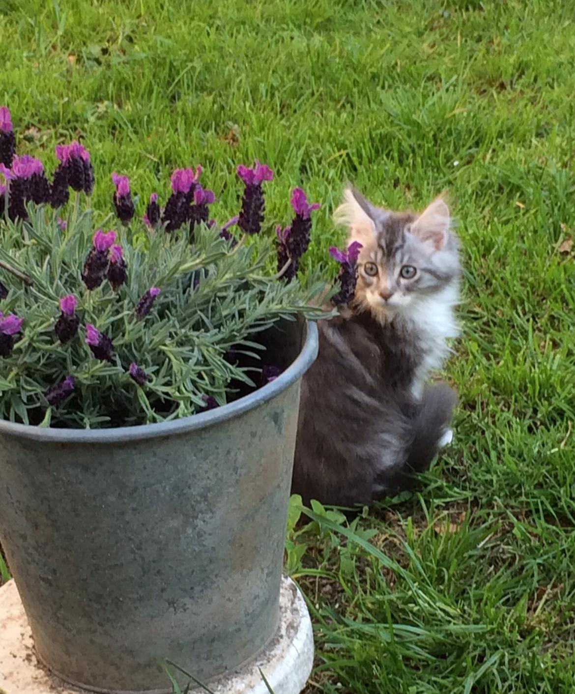 Blanding af racer Balder billede 3