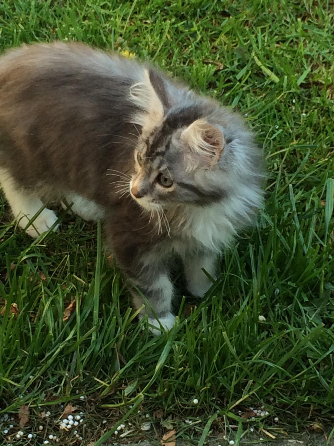 Blanding af racer Balder billede 4