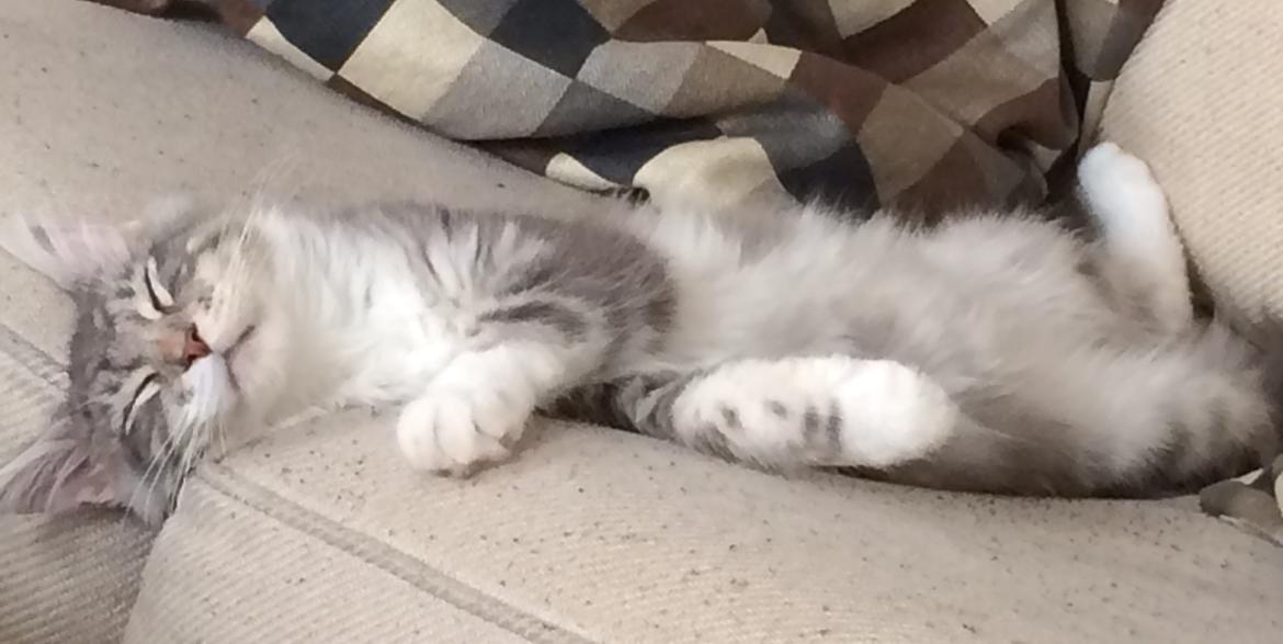 Blanding af racer Balder billede 5