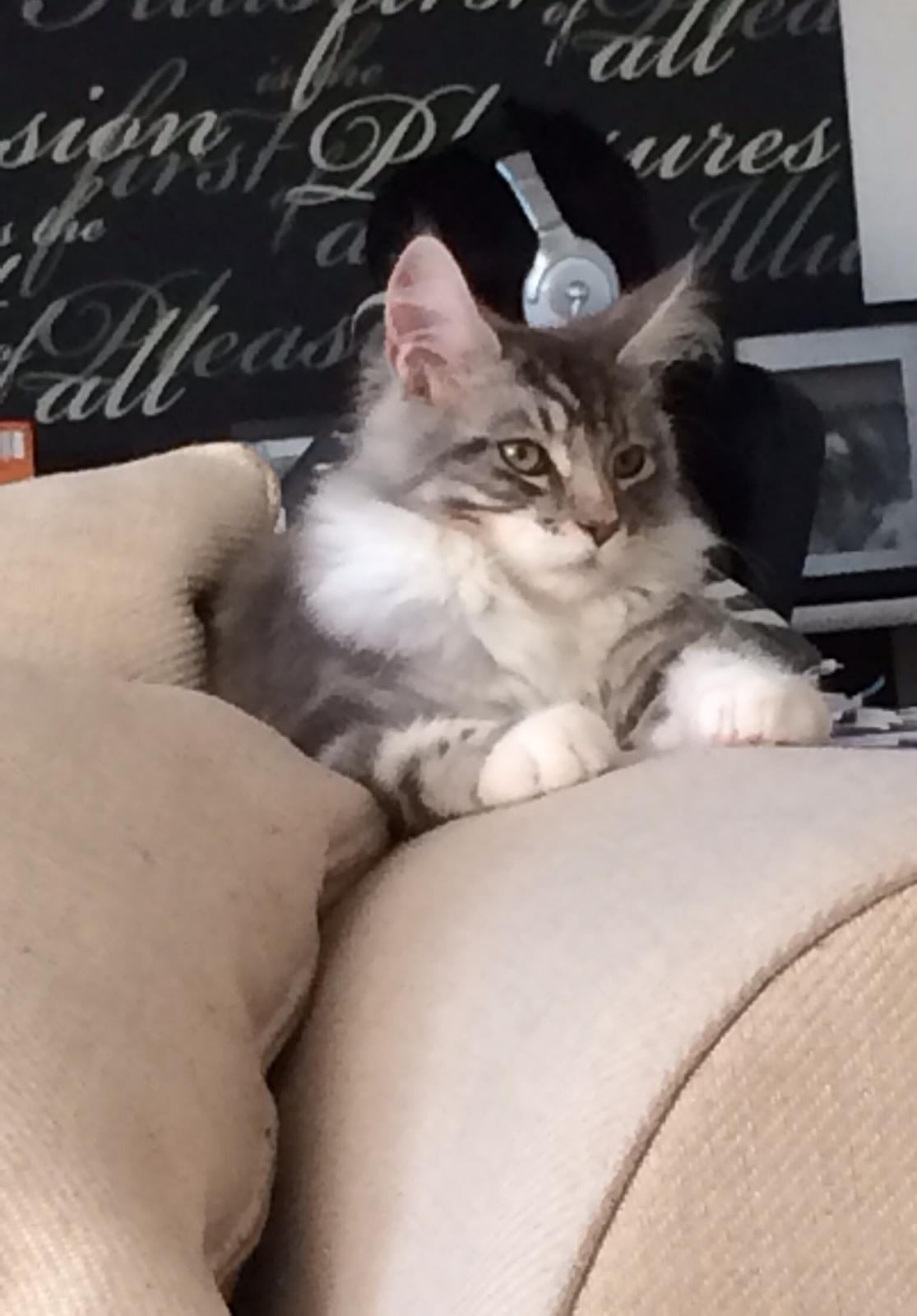 Blanding af racer Balder billede 6