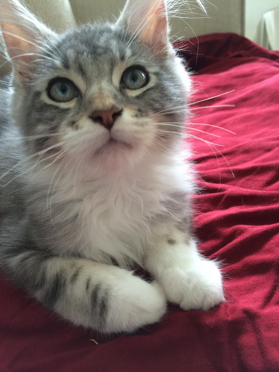 Blanding af racer Balder billede 7