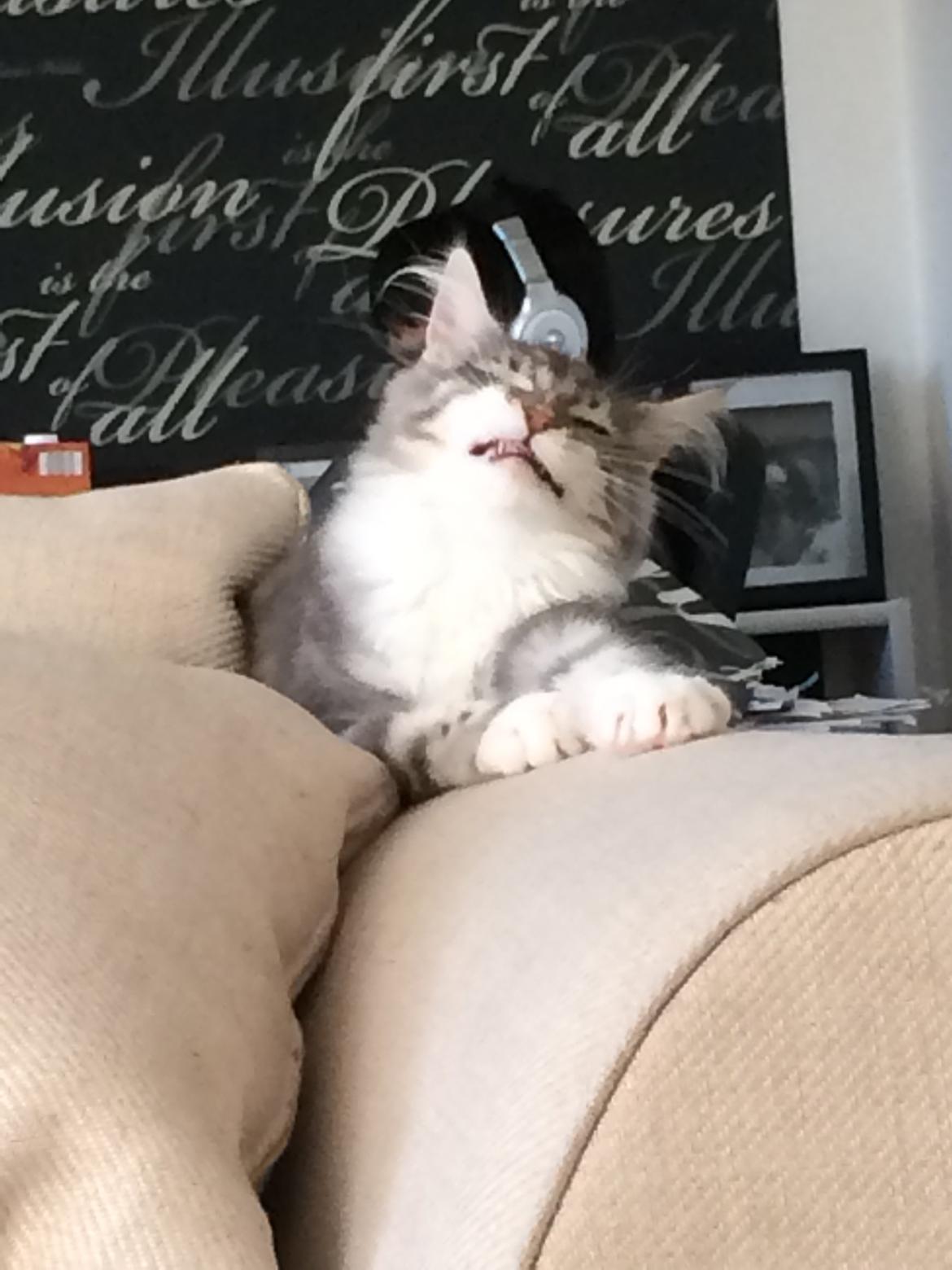 Blanding af racer Balder billede 8