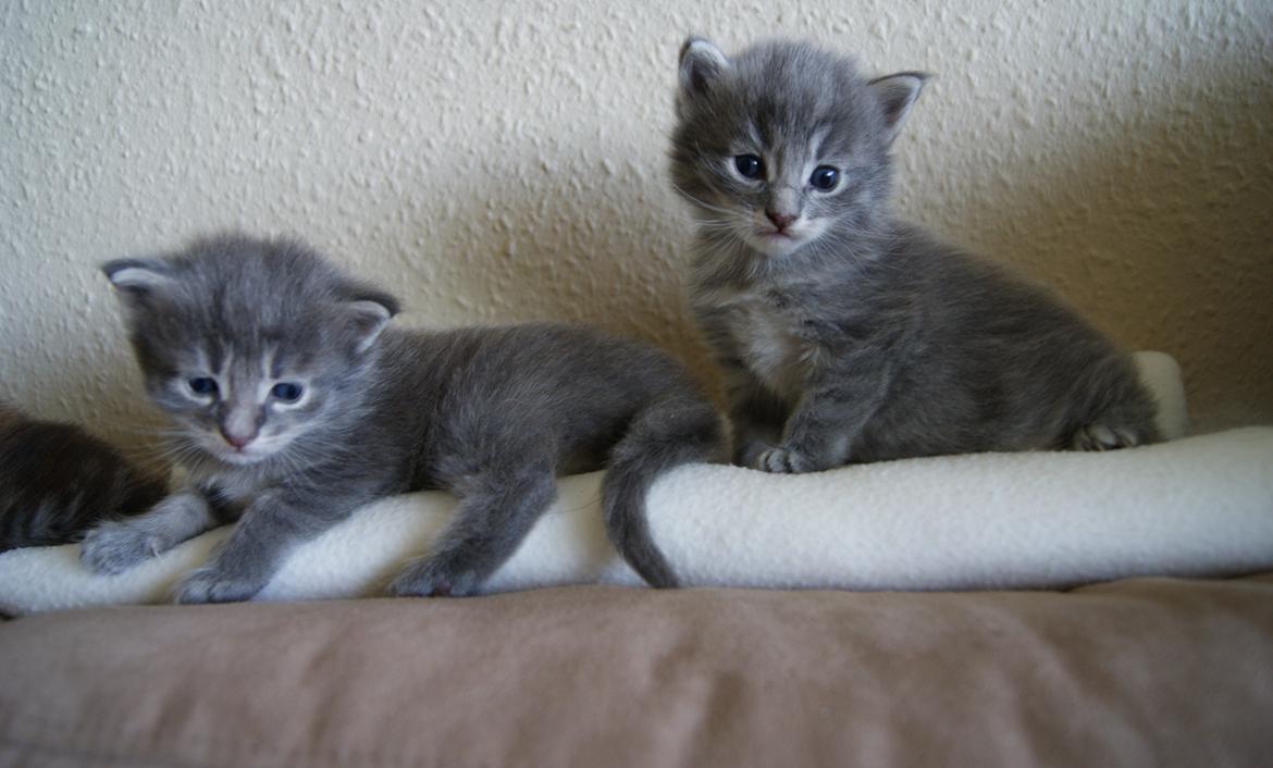 Maine Coon Sylvester Stalone - TIL HØJRE - 22 dage - 12.07.2014  billede 10