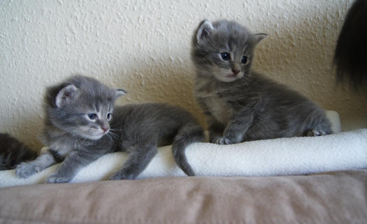 Maine Coon Sylvester Stalone - TIL HØJRE - 22 dage - 12.07.2014  billede 11