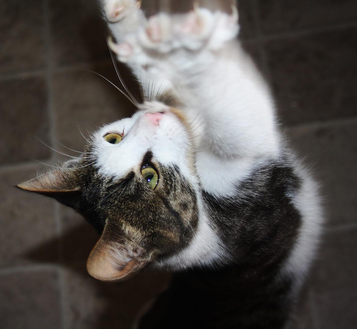 Blanding af racer LINDA<3 *Sov sødt min skat :-'(<3* billede 9