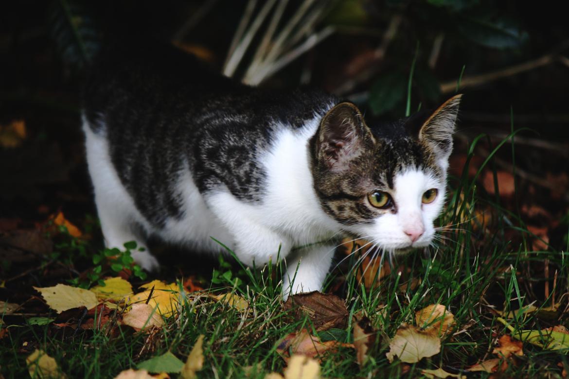 Blanding af racer LINDA<3 *Sov sødt min skat :-'(<3* - Velkommen til Linda's profil! :D billede 1