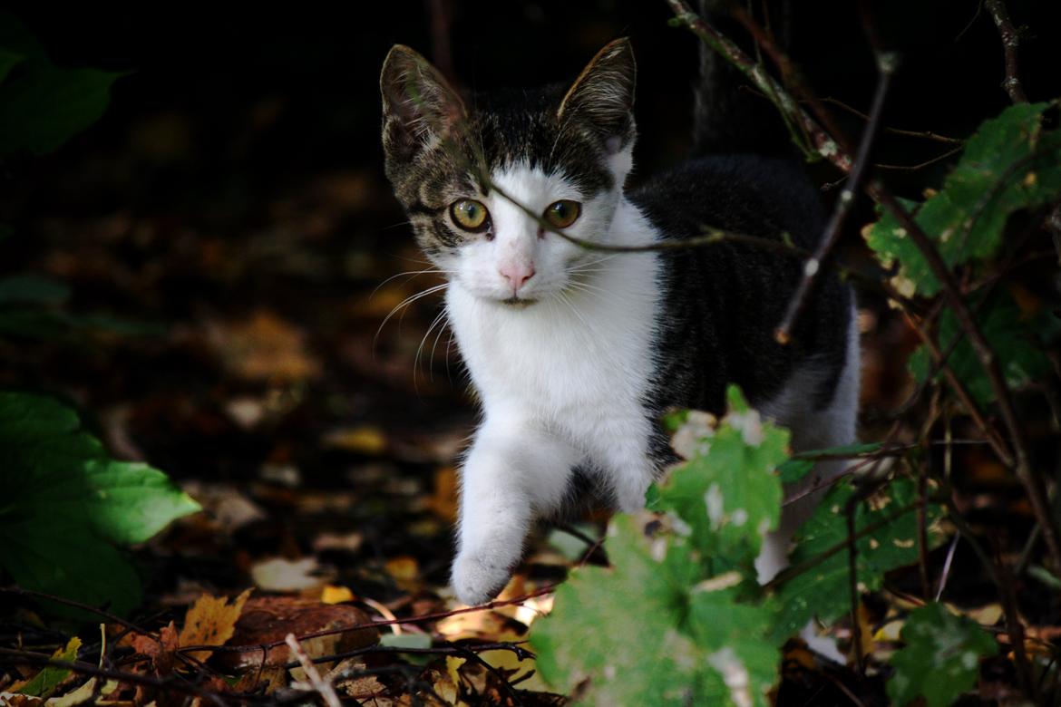 Blanding af racer LINDA<3 *Sov sødt min skat :-'(<3* billede 2