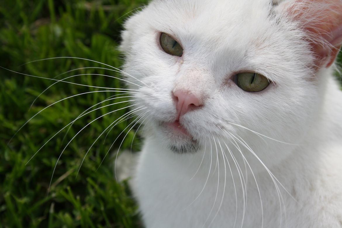 Blanding af racer MR. SNOWBALL<3*Rest in peace my angel :'-(* billede 5