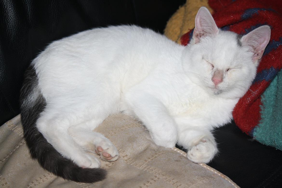 Blanding af racer MR. SNOWBALL<3*Rest in peace my angel :'-(* billede 8