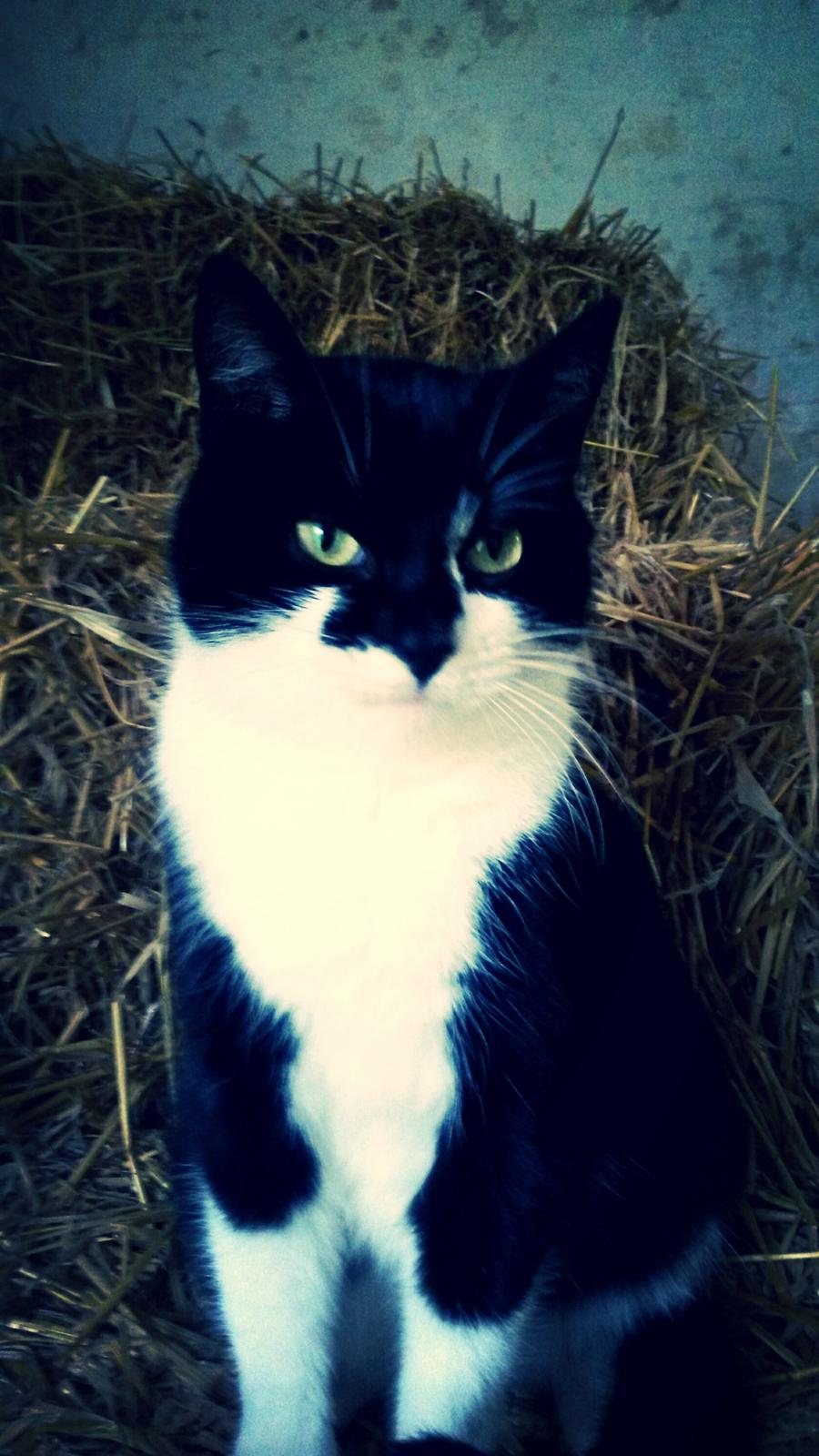 Blanding af racer COCO SURPRISE *Sov sødt min engel :’-(<3* billede 18