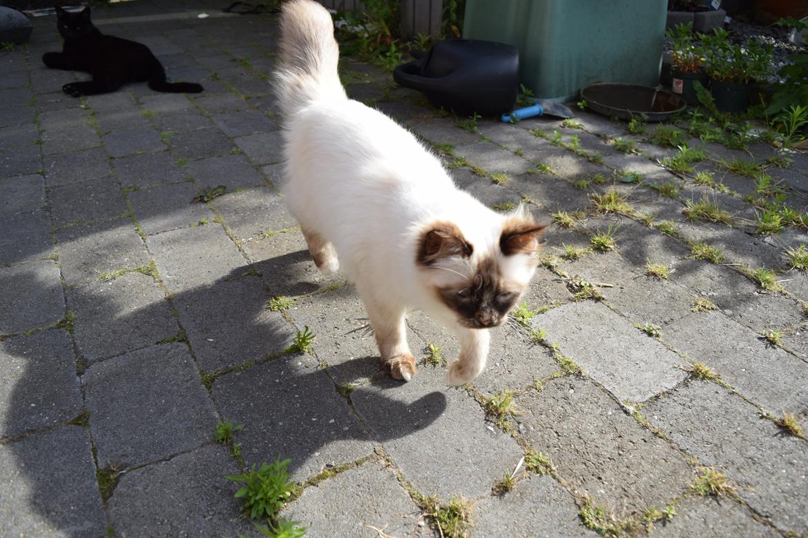 Hellig Birma Mischa - 24. juni 2014 billede 19